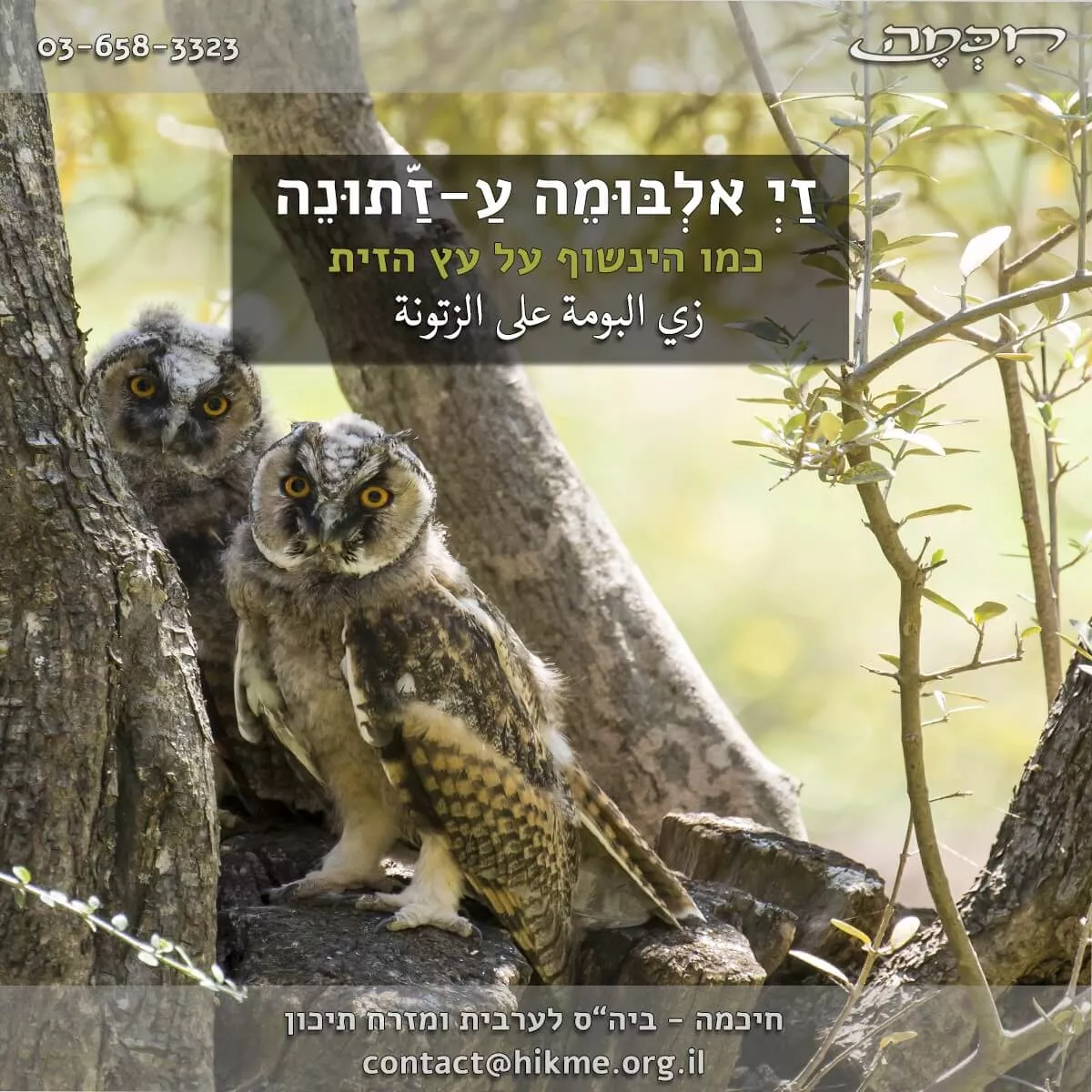 משלים, פתגמים ומטבעות לשון בערבית מדוברת וספרותית